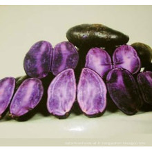 IQF pomme de terre violette violette